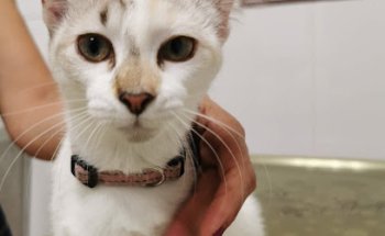 Clínica Veterinaria Aranea