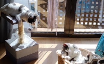 Clínica Veterinaria Argos