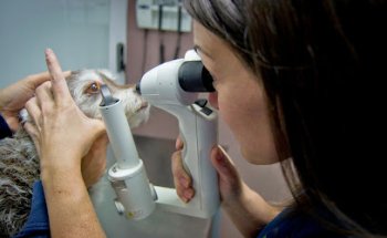 Centro Veterinario Galápago 