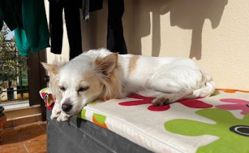 Clínica Veterinaria Menci