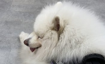 Centro Veterinario Navas