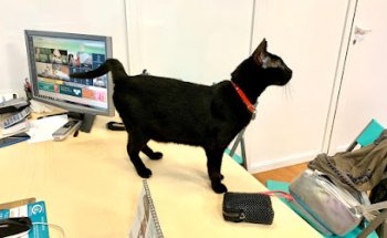 Clinica Veterinaria Vida