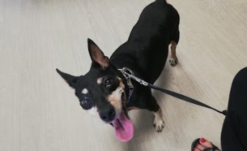 Clínica Veterinaria Las Rosas