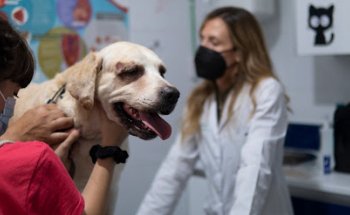 Dermatovet - Sandra García Dermatología Veterinaria