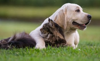 Trinitat Veterinària