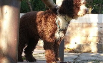 Oftalmología veterinaria Animal Vision