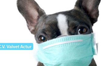 Clínica Veterinaria Valvet Actur