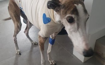 Policlinica Veterinaria Rover