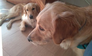 Clínica Veterinaria Parque Del Sur