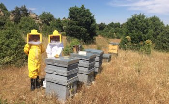 Aprende Servivets (Servivets)