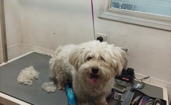 Clínica Veterinaria Auditorio