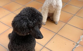 Clínica Veterinària Mitre