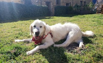 Centre Veterinari Delphis Slp