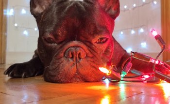 Clínica Veterinaria Retriever S.L.