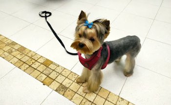 Clínica Veterinaria Troncoso