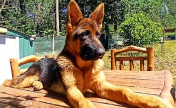 Clínica Veterinaria Sada