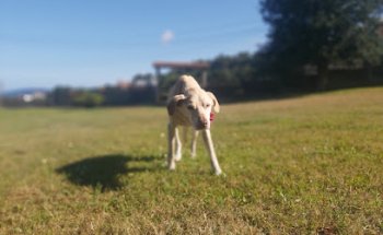 Clínica veterinaria Miño