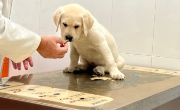 José Angel Gómez García