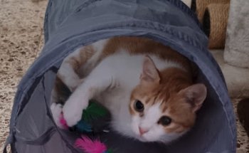 Clínica Veterinaria Gran Alacant Exotics