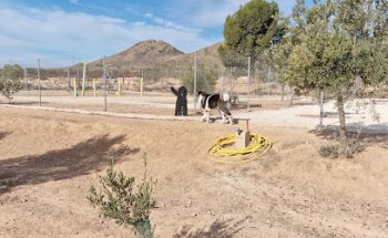 Mar & Tierra Dog Hotel Resort