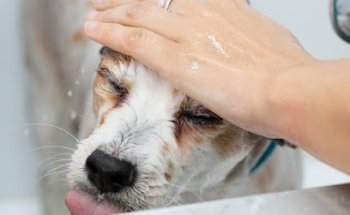 Veterinary Clinic San Anton