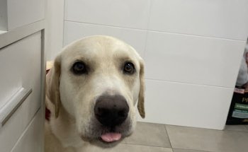 Clinica Veterinaria Albeytar