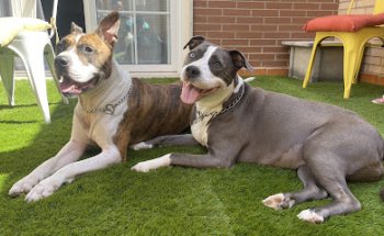 Clínica Veterinaria Valdivia