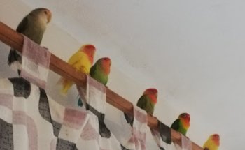 Clínica Veterinaria Retamar