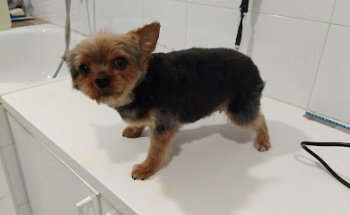 Clínica Veterinaria La Iglesia, El Barraco