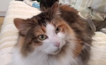 CENTRO VETERINARIO EL VIEJO PASTOR