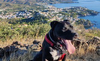 Ànima Animalis centre veterinari