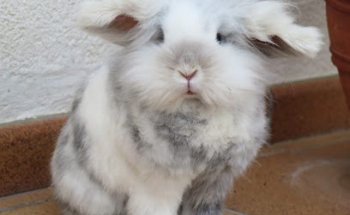 Exòtica Veterinaris