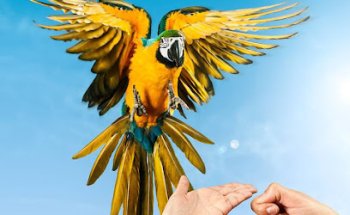 Yolcati · Bienestar animal