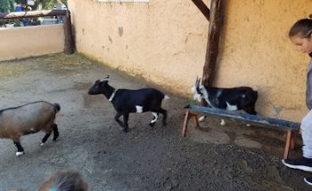 Antoni Ballester Veterinari Equí