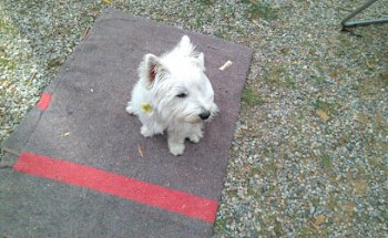 María Assumpta Gaju Ricart