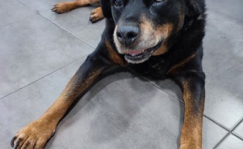 AniCura Vet's St. Quirze Clínica Veterinaria