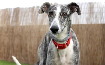 SOS Galgos