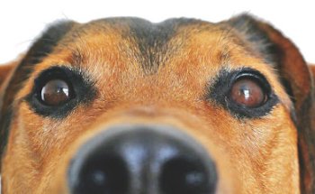 Veterinaris Solidaris ADOPTA UN AMIC