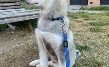 Veterinària Animalandia