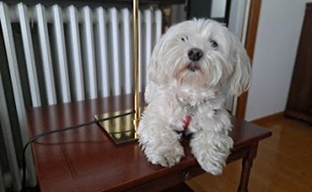 Veterinària El Papiol