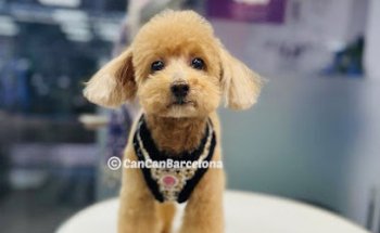 Perruqueria Canina i Spa CanCan