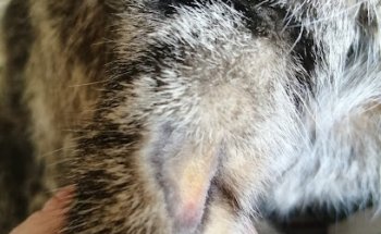 VETERINÀRIA PLÀ DE FORNELLS