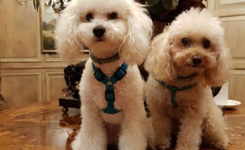 Centre Caní Còrsega