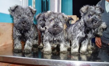 Centre Veterinari La Cruïlla