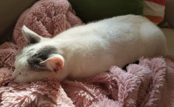 Clínica Veterinària Torreblanca