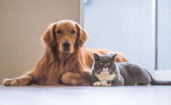 Alimentación natural para perros y gatos