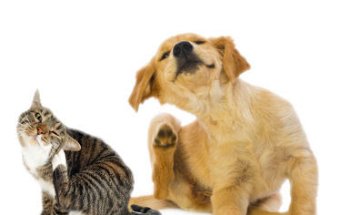 Dermalervet dermatología y alergia veterinaria