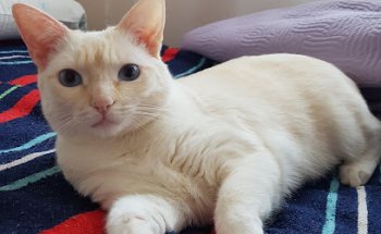 CLÍNICA VETERINARIA GALDONA