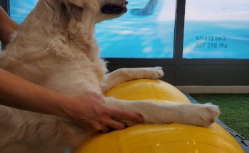 Patitas Felices Fisioterapia Animal