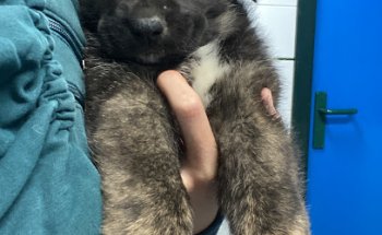 Clinica Veterinaria Gorliz